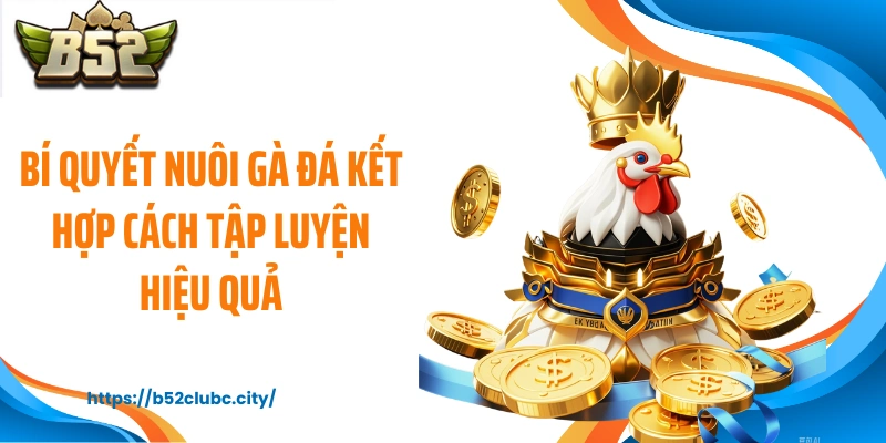 Bí quyết nuôi gà đá kết hợp cách tập luyện hiệu quả