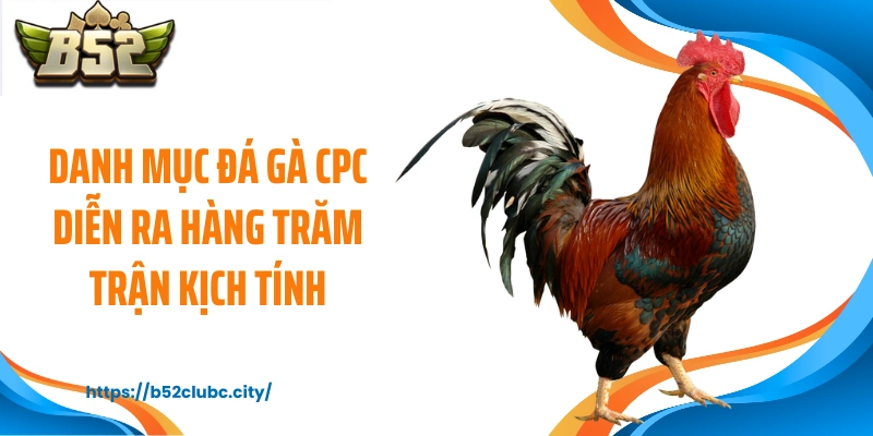 Danh mục đá gà CPC diễn ra hàng trăm trận kịch tính